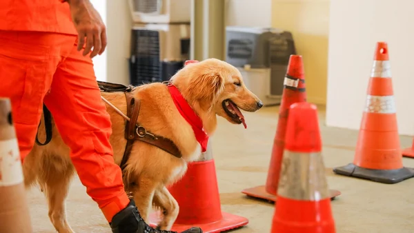 Cães-guia em treinamento: CBMDF busca famílias para acolher os animais