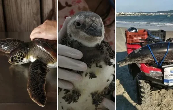 Poluição e efeitos climáticos matam 83% da fauna marinha em Floripa