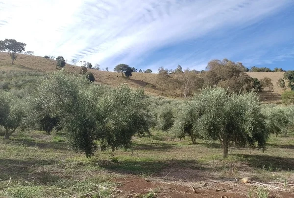 azeite de oliva