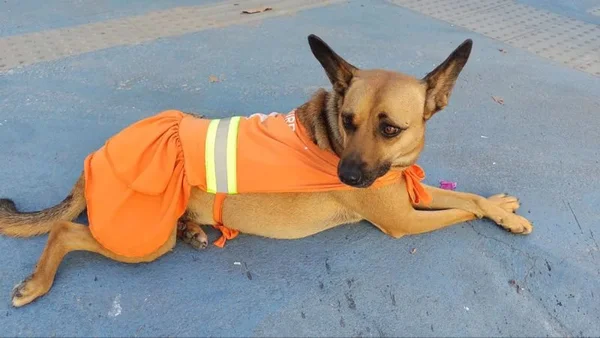 Na foto, um cachorro de pelagem marrom com roupa laranja - Metrópoles