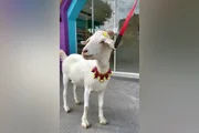 A pet faz sucesso na cidade A pet faz sucesso na cidade
