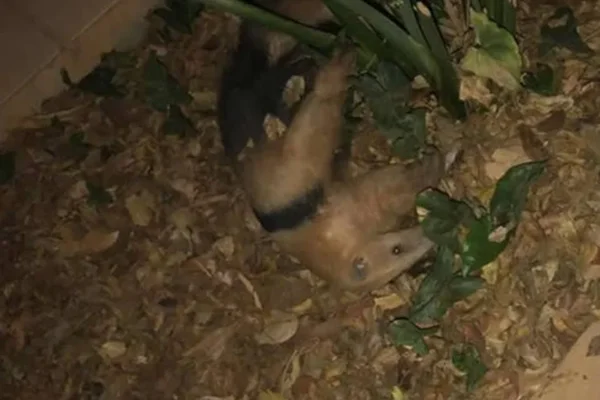 Tamanduá fica ferido após ser atacado por seis cães no DF