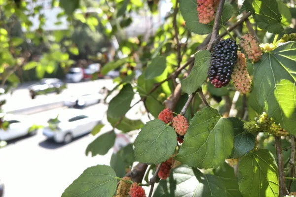 Imagem mostra amoreira à beira de avenida - Metrópoles