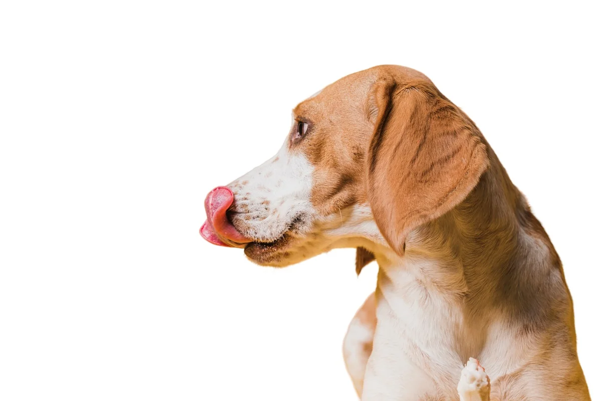 Cachorro lambendo