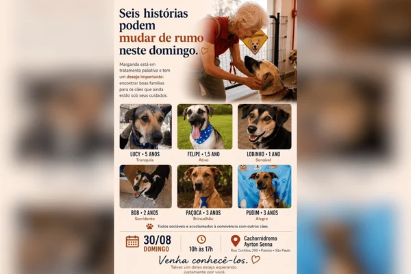 Imagem colorida dos cães da paciente terminal que esperam ser adotados neste domingo - Metrópoles