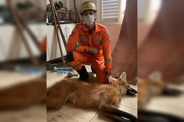 bombeiro usou tranquilizante no lobo guará
