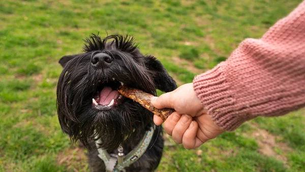 Cachorro comendo