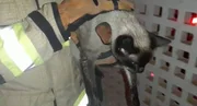 Os animais serão levados a um hospital veterinário