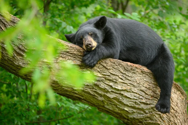 Foto colorida de um grande urso preto dormindo em uma árvore - Metrópoles