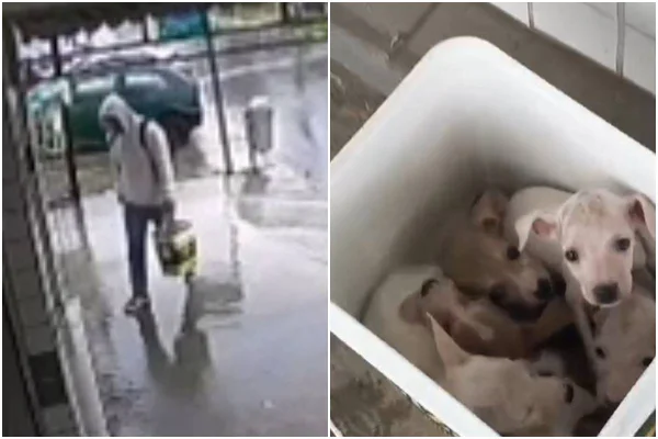 Homem é indiciado após abandonar sete filhotes de cachorro no DF