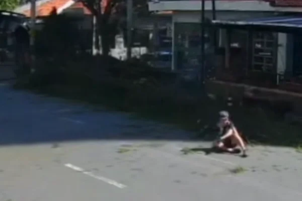 Imagem colorida de ciclista no chão e atrás dele uma árvore pinheiro. Metrópoles