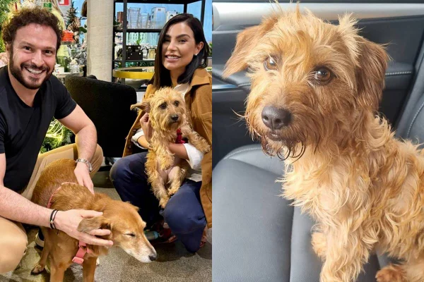 foto colorida de homem branco com cabelos e barba escuros acariciando cachorra de porte médio e cintia chagas, mulher branca de cabelos curtos escuros e lisos segurando cachorra no colo e foto colorida de cachorra de porte médio na cor caramelo - metrópoles
