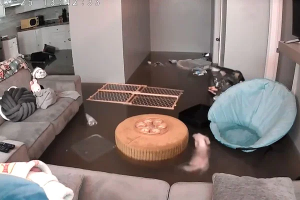 Imagem colorida de cachorro nadando em meio à água