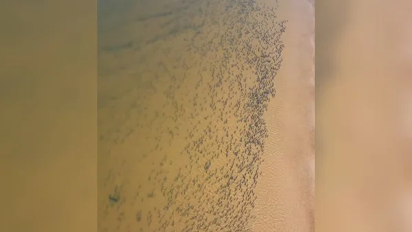Cardume gigante no rio Araguaia