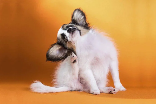 cachorro se coçando