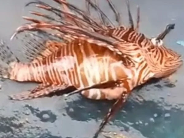 peixe-leao-venenoso-paraiba-metropoles