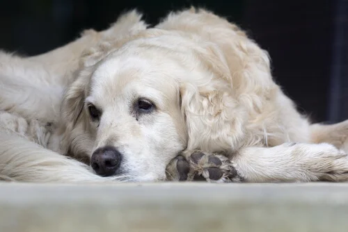 Quatro sinais de que seu cachorro pode estar com demência