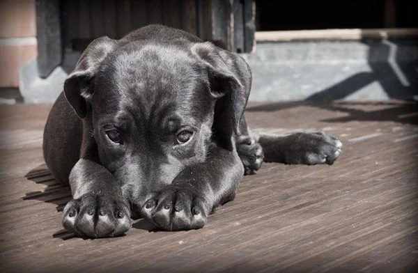 Cães que comem uma vez ao dia têm menos problemas de saúde, diz estudo
