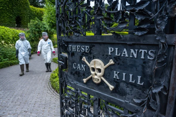 4 de julho de 2024 Jardim de Alnwick, Alnwick, Northumberland, Inglaterra, Reino Unido. A imagem mostra os jardineiros Amy Thorp e Joe Savage revelando a planta Gympie Gympie no Jardim Venenoso do Jardim de Alnwick. Metrópoles