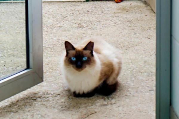 Adoção de gatos - Metrópoles