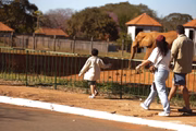 Criança apreciando um dos elefantes do zoo