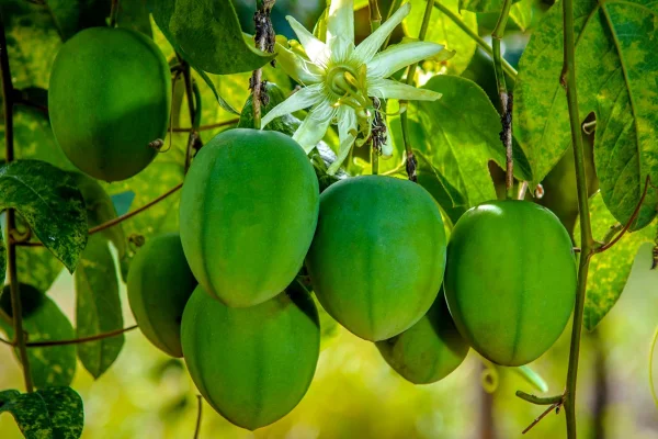 Foto colorida de frutas redondas e verdes, chamada de maracujá do sono - Metrópoles.