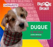 Além de receber o apoio dos internautas, a campanha despertou o interesse pelo acolhimento dos animais de estimação Além de receber o apoio dos internautas, a campanha despertou o interesse pelo acolhimento dos animais de estimação