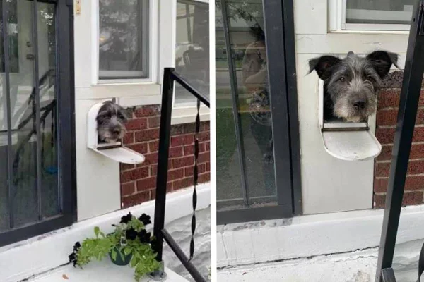 Na foto, um Cachorro com a cabeça pra fora da caixa de correio