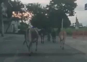 Imagem colorida vacas andando por rua da região central de Anápolis - Metrópoles