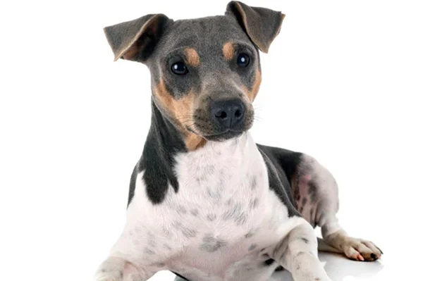 Cachorro fox paulistinha