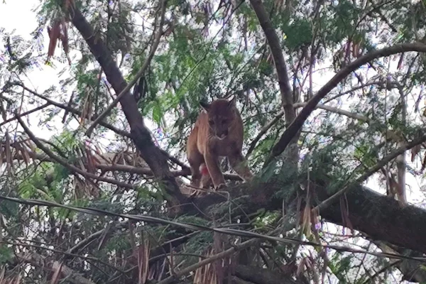 Onça-parda invade sítio, sobe em árvore e mobiliza operação em SP