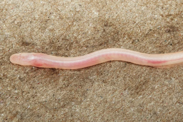 Foto colorida de minhoca de cor rosa claro sobre superfície de terra - Metrópoles.