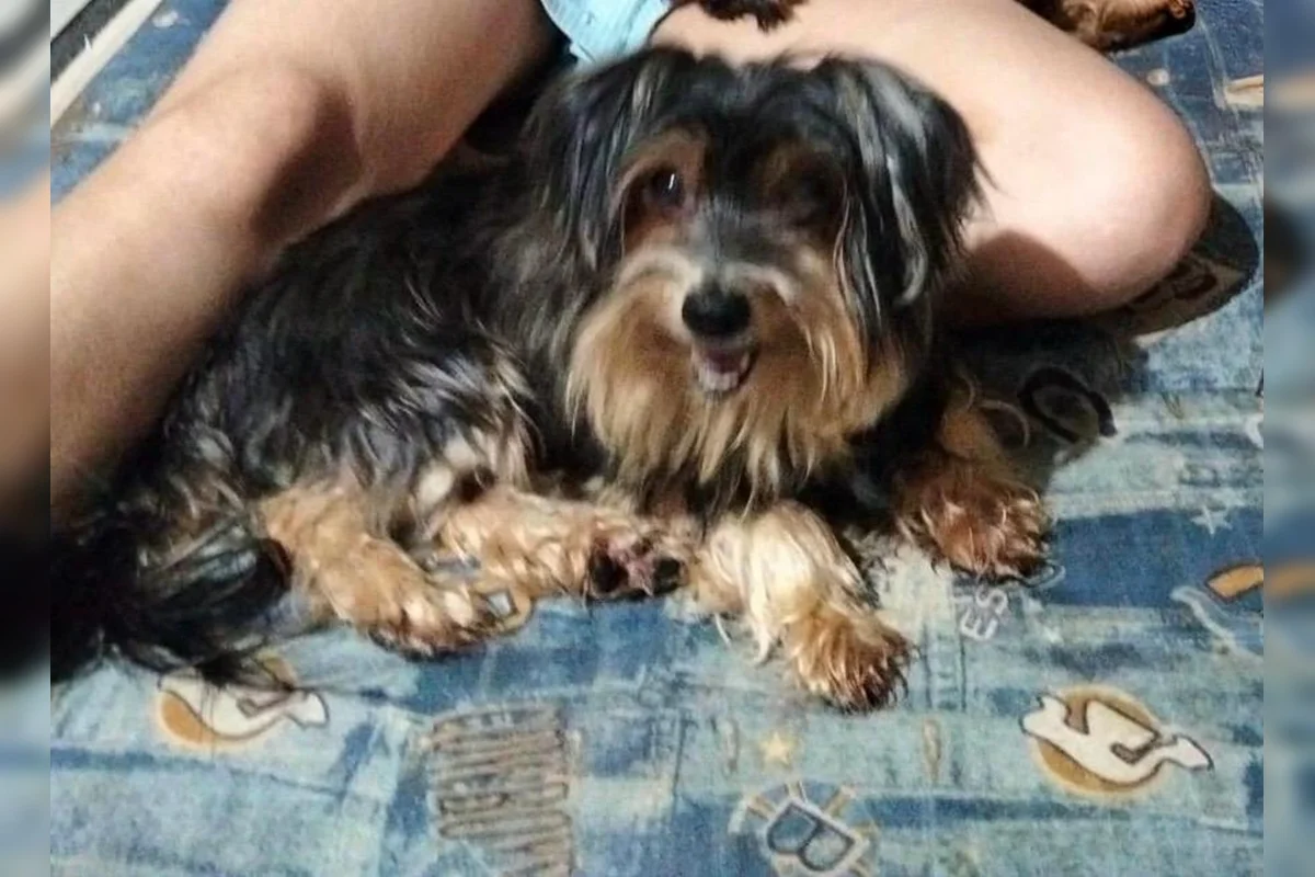 A cadela de estimação fugiu após o portão da casa apresentar um problema no trilho A cadela de estimação fugiu após o portão da casa apresentar um problema no trilho