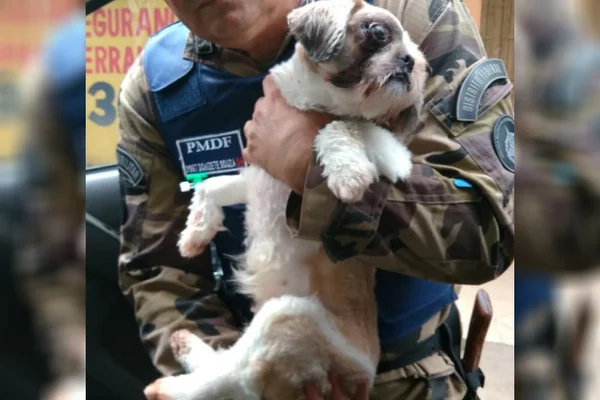 Pet-shop aciona PMDF após suspeitar que cliente maltratava cachorro