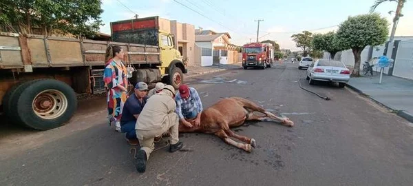 Cavalo desmaia no meio da rua após ataque de enxame de abelhas no Mato Grosso do Sul. Na foto, bombeiros e trauseuntes atendem o animal, caído no meio na estrada. É possível ver caminhão do Corpo de Bombeiros ao fundo - Metrópoles