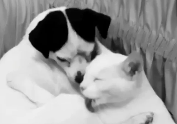 Vídeo mostra amor improvável entre filhotes de cão e gato