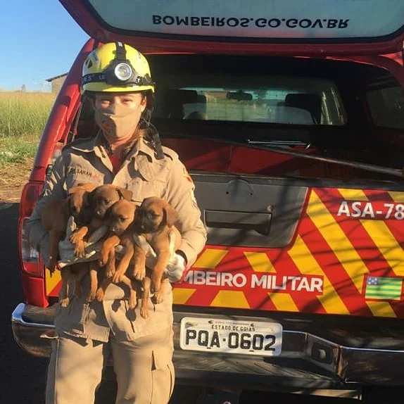 goias filhotes de cachorro resgatados pelo corpo de bombeiros