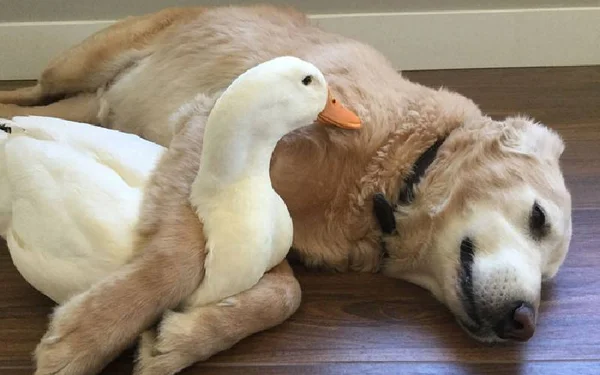 Cachorro e pato abraçados