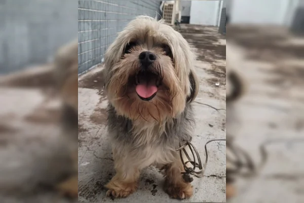 Cachorro desaparecido vai até delegacia no DF e polícia procura tutor