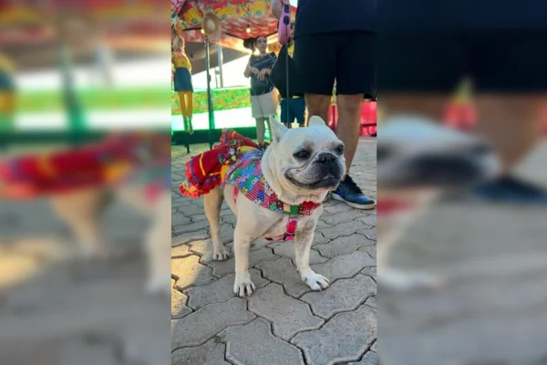 Arraiá solidário arrecada recursos para projetos voltados à proteção animal