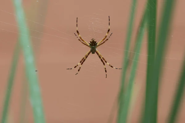 Aranha encontrada no condomínio que Nicole mora