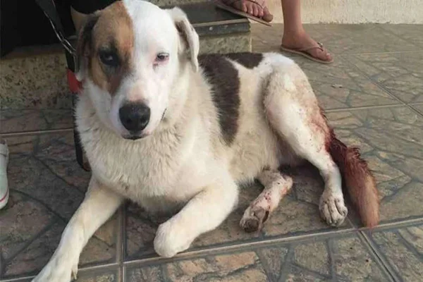 Homem tenta castrar cão com facadas e acaba preso em Minas