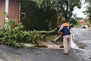 Civil defense teams work to cut down trees in Jambeiro