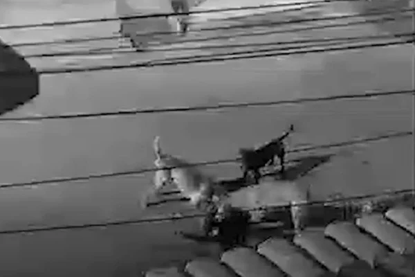 Brutais e à solta: tutora de 100 cachorros é indiciada por maus-tratos