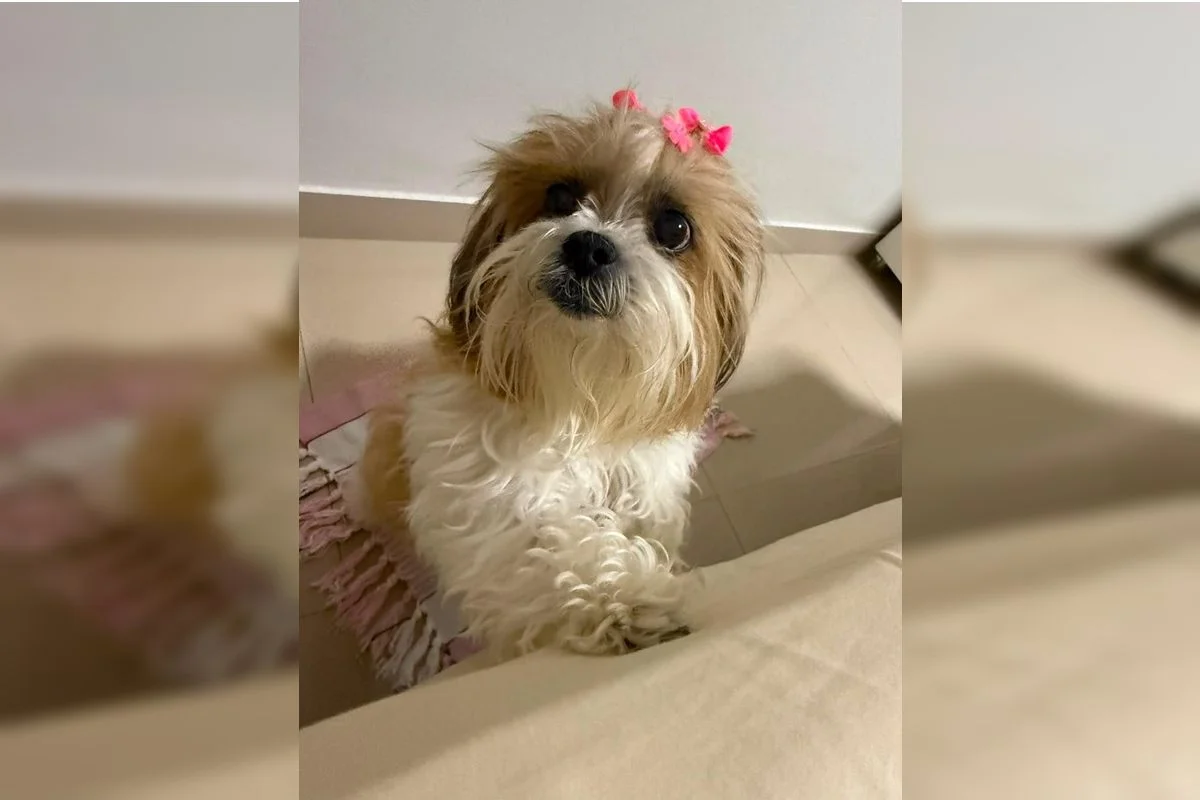 Mistério do Shih-tzu em Planaltina: Famílias em Conflito por Causa de Pet