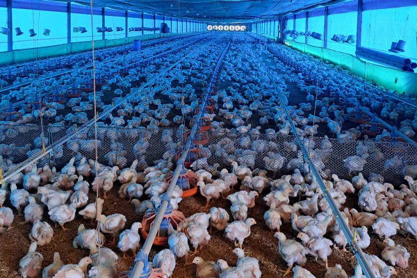 Frango, DF, exportação, criação