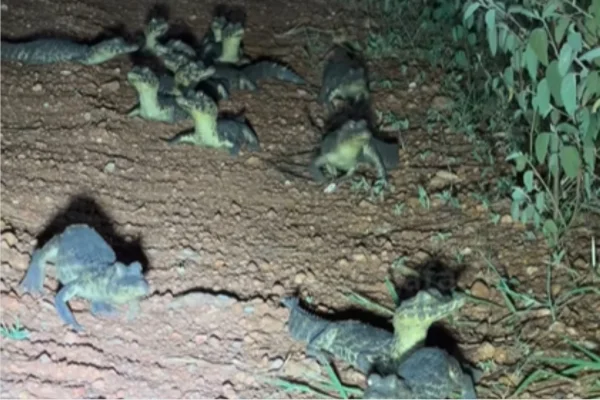 Ninhada de jacarés surpreende safári noturno no Pantanal