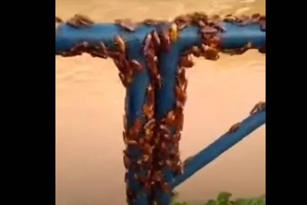 Baratas invadem cidade de Minas Gerais
