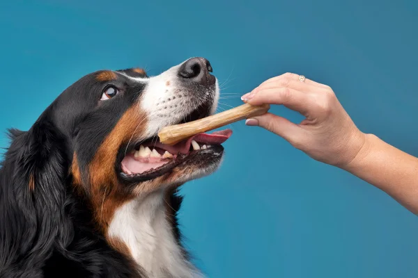 Foto colorida de tutor oferecendo osso a cachorro