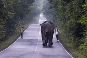 Elefante se incomoda com selfie e persegue casal na Tailândia - imagem 2
